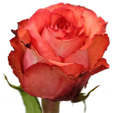 Роза Игуана 60