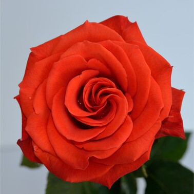 Роза Сантана 60