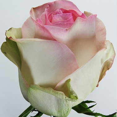 Роза Сеньорита 50