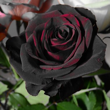 Роза Чёрная